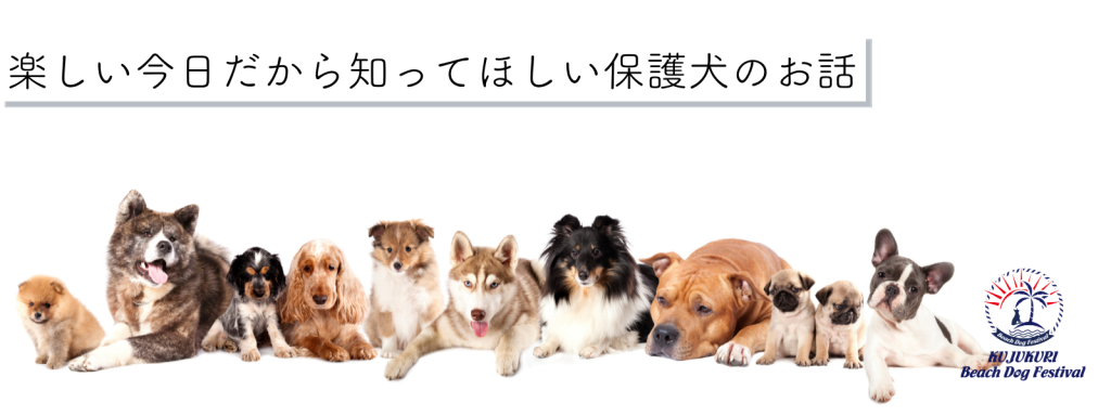 楽しい今日だから知ってほしい保護犬のお話